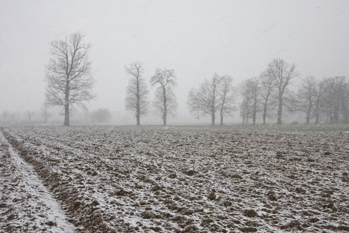 winter landscape